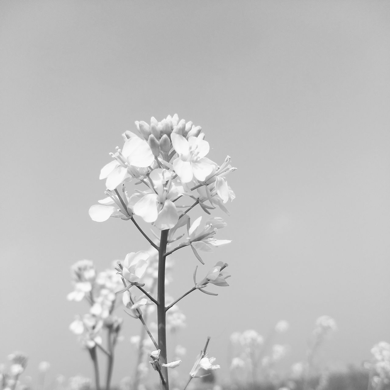 LOW ANGLE VIEW OF WHITE CHERRY BLOSSOMS AGAINST SKY