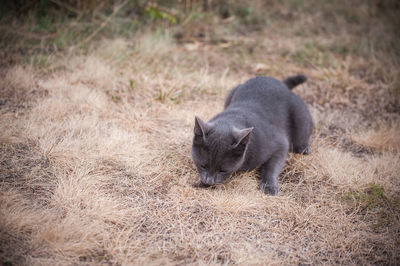 View of a rabbit on field