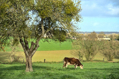 Horses grazing in a field