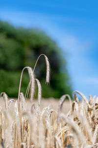 Close-up of stalks in field against sky