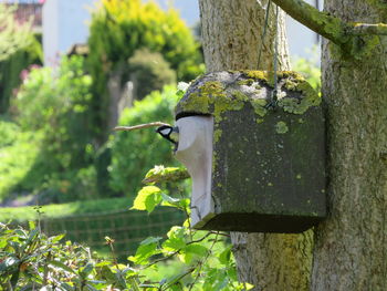 Low angle view of birdhouse on tree trunk