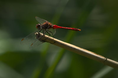 dragonflies and damseflies