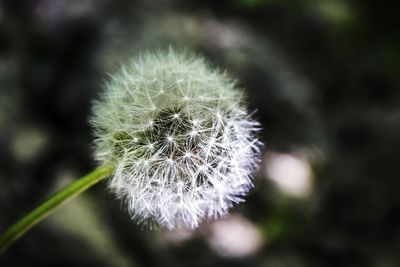 Close-up of dandelion flower