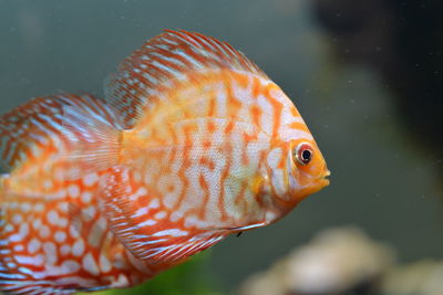 Close-up of fish swimming in sea