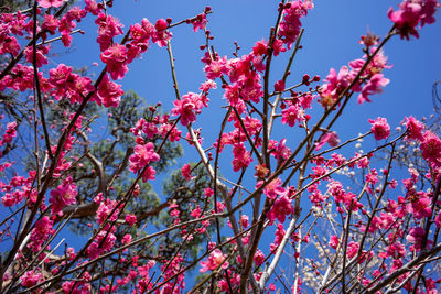 Low angle view of cherry blossom