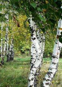 View of trees in forest