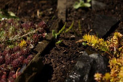 Close-up of plant growing on field