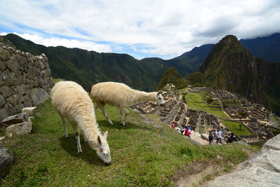 Sheep in a farm