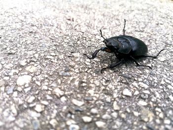 Close-up of insect
