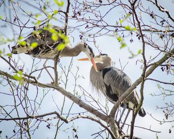 Low angle view of bird perching on tree