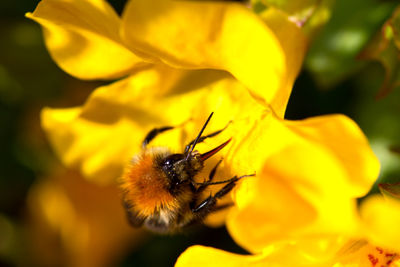 Close-up of bee pollinating on yellow flower