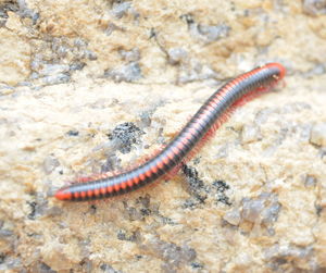 Close-up of lizard on sand