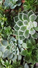 High angle view of cactus plant