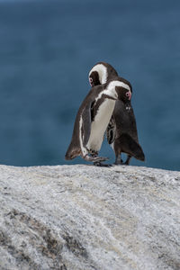 Close-up of bird perching on rock