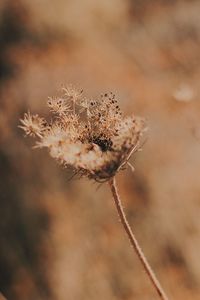 Close-up of wilted flower on field