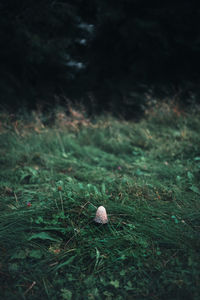 Close-up of mushrooms on field