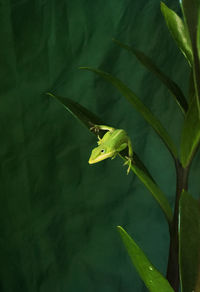 Close-up of green leaf