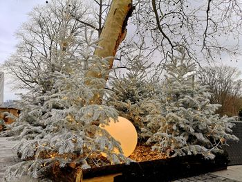 Frozen tree against sky during winter