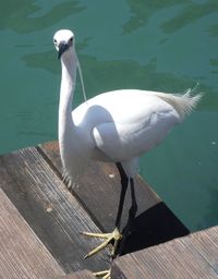 High angle view of bird on lake