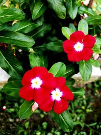 Close-up of red flowering plant