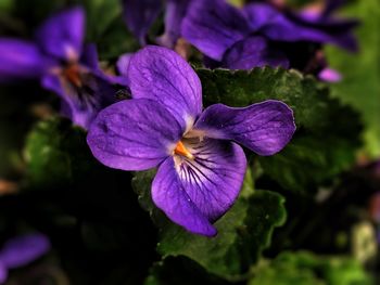 Close-up of purple flower