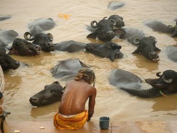 Rear view of man sitting by water buffaloes in lake