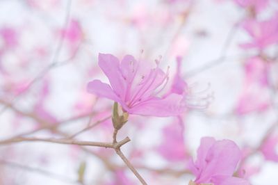 Close-up of pink cherry blossoms