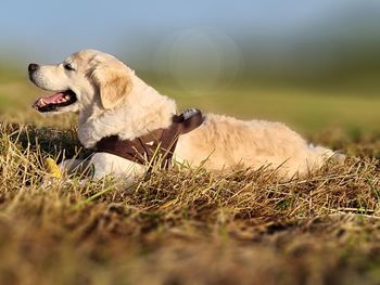 View of dog relaxing on field