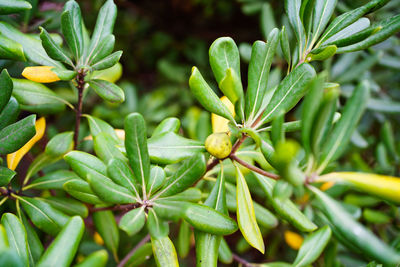 Close-up of fruit growing on plant