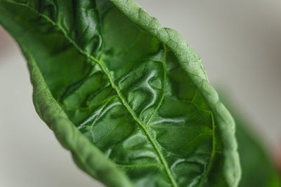 Close-up of fresh green pepper plant leaf piri piri
