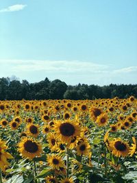 Scenic view of sunflower field against sky