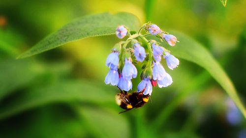 Close-up of insect on blue flower