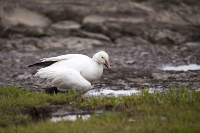 A snow goose standing with broken wing and muddy beak on the north shore of the st. lawrence river