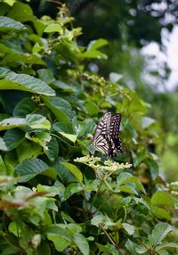 Close-up of butterfly pollinating flower