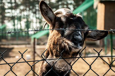 Close-up of goat by chainlink fence