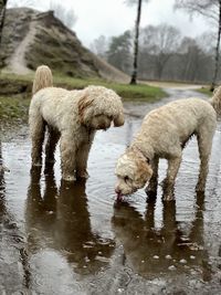 View of dogs on lake