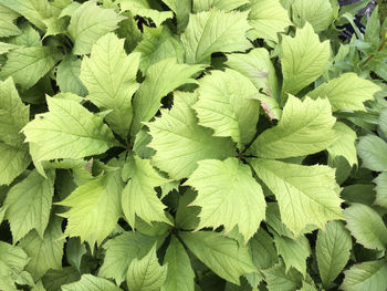 Full frame shot of green leaves