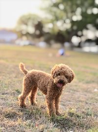 Dog on field