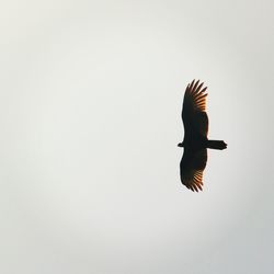 Bird flying against clear sky