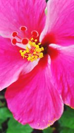 Close-up of pink flower