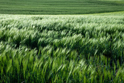 Full frame shot of corn field