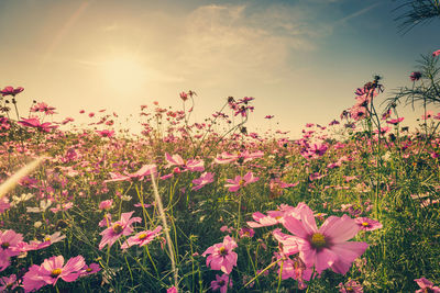 Close-up of cosmos flowers blooming on field against sky