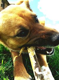 Close-up of dog on field