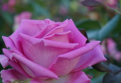 Close-up of pink flower blooming outdoors
