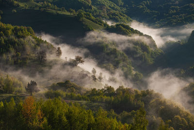 Scenic view of waterfall in forest against sky