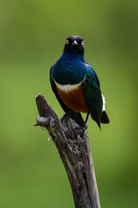 Close-up of bird perching on tree