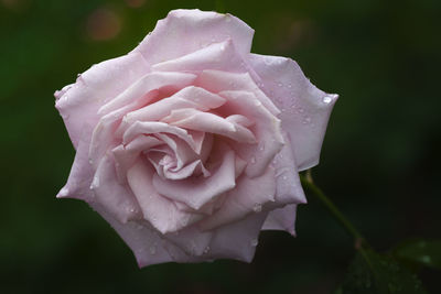 Close-up of wet pink rose