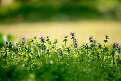 Close-up of flowers growing in field