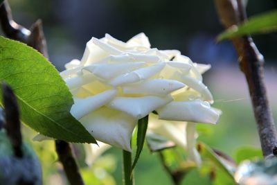 Close-up of white flowers blooming outdoors