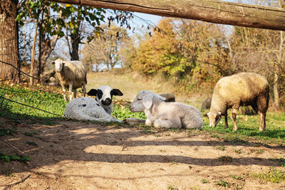 Sheep in a farm